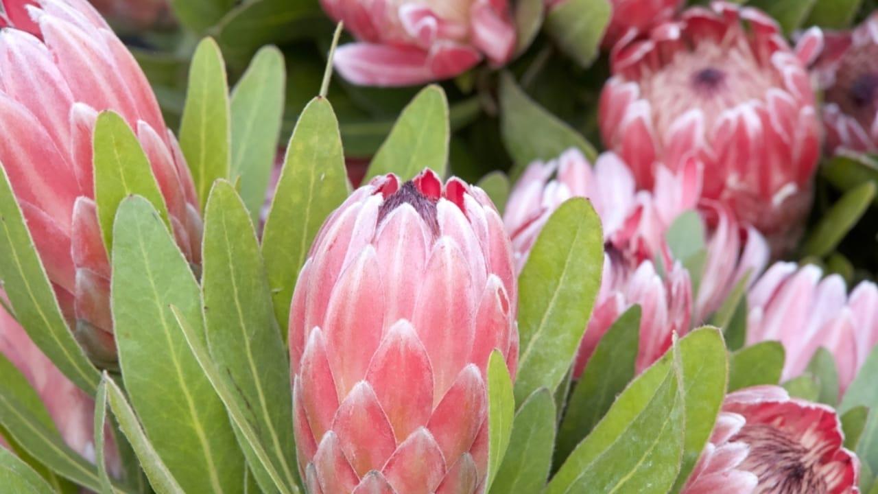 Nature's Crown Jewel: Why Florists & Designers are Falling for Protea Flowers 8 Nature's Crown Jewel: Why Florists & Designers are Falling for Protea Flowers - protea flower bloom ss2414676611