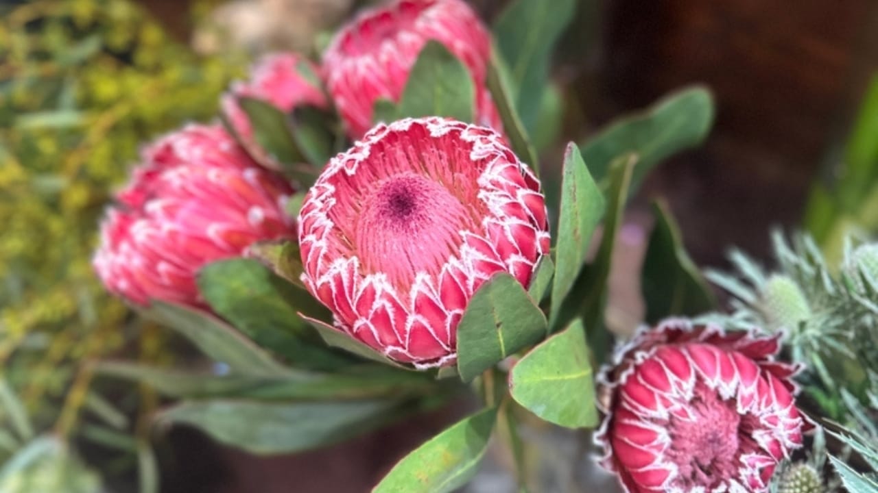 Nature's Crown Jewel: Why Florists & Designers are Falling for Protea Flowers 3 Nature's Crown Jewel: Why Florists & Designers are Falling for Protea Flowers - protea flowers ss2501516051
