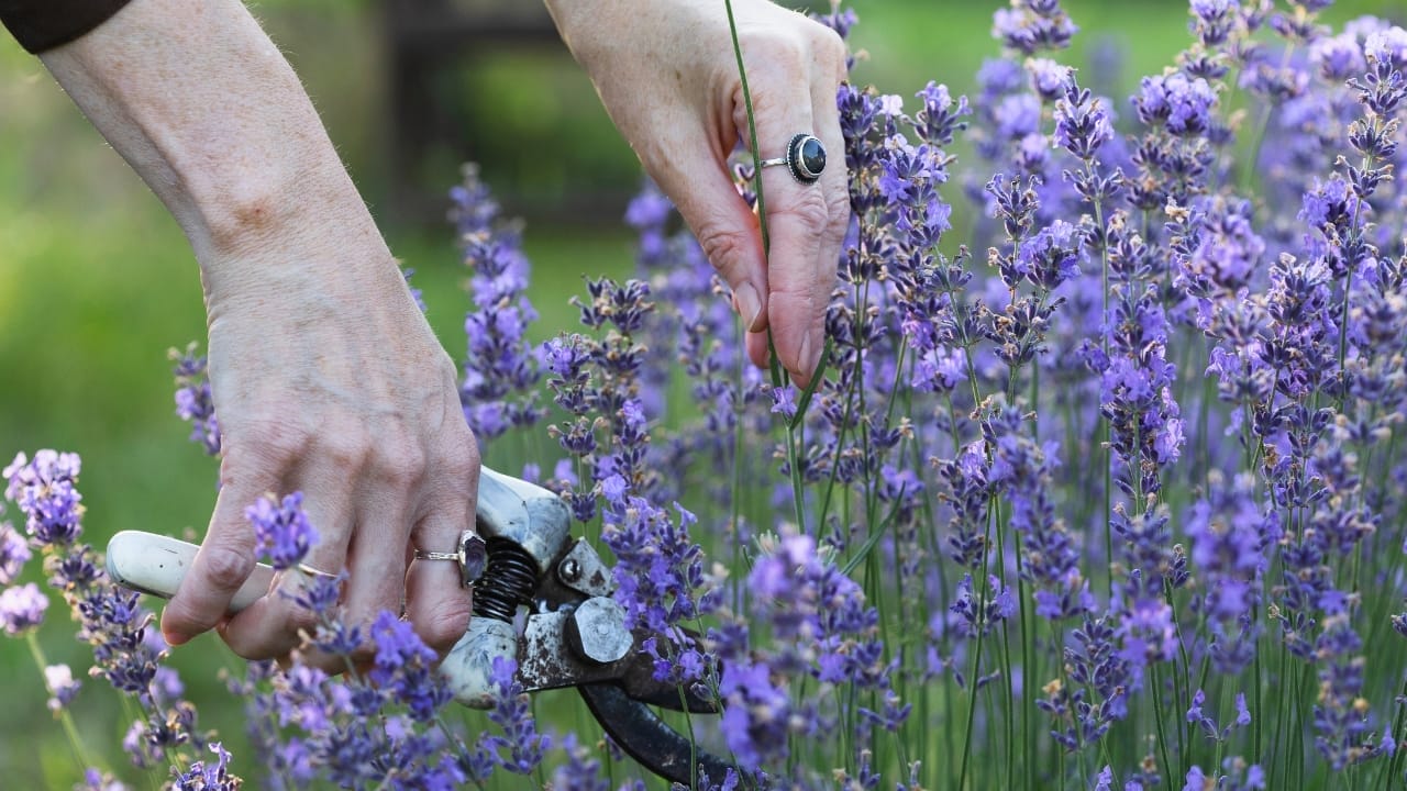 Keep Lavender Thriving in Winter: 7 Cold-Weather Care Tips 5 Keep Lavender Thriving in Winter: 7 Cold-Weather Care Tips - pruning lavender bush in the garden ss2420572263