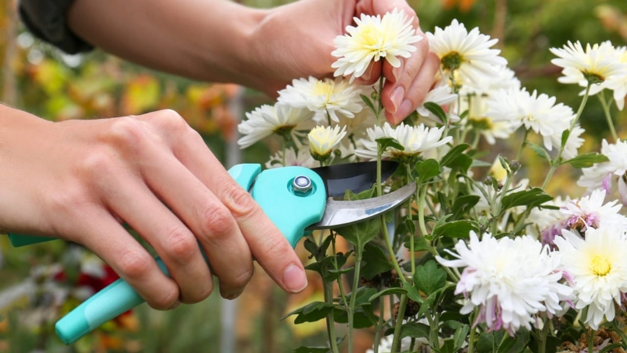 Mum's the Word: Expert Tips for Extending Your Chrysanthemum Flower Blooms 6 Mum's the Word: Expert Tips for Extending Your Chrysanthemum Flower Blooms - pruning chrysanthemum flowers ss2242726997