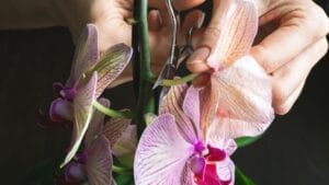 Is It Time to Repot Your Orchid— Here are the Signs to Look For 1 Is It Time to Repot Your Orchid— Here are the Signs to Look For - pruning damaged orchids ss2123180789