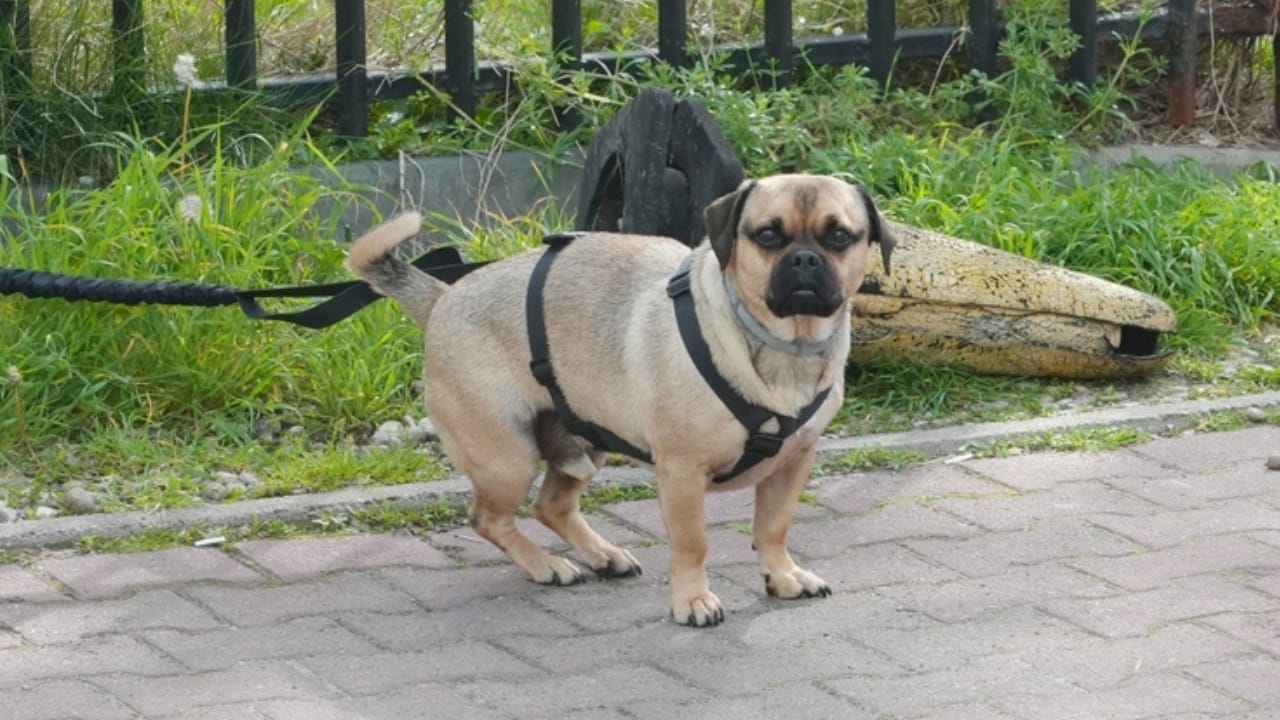 Caring for Your Puggle: Expert Advice for a Happy, Healthy Dog -