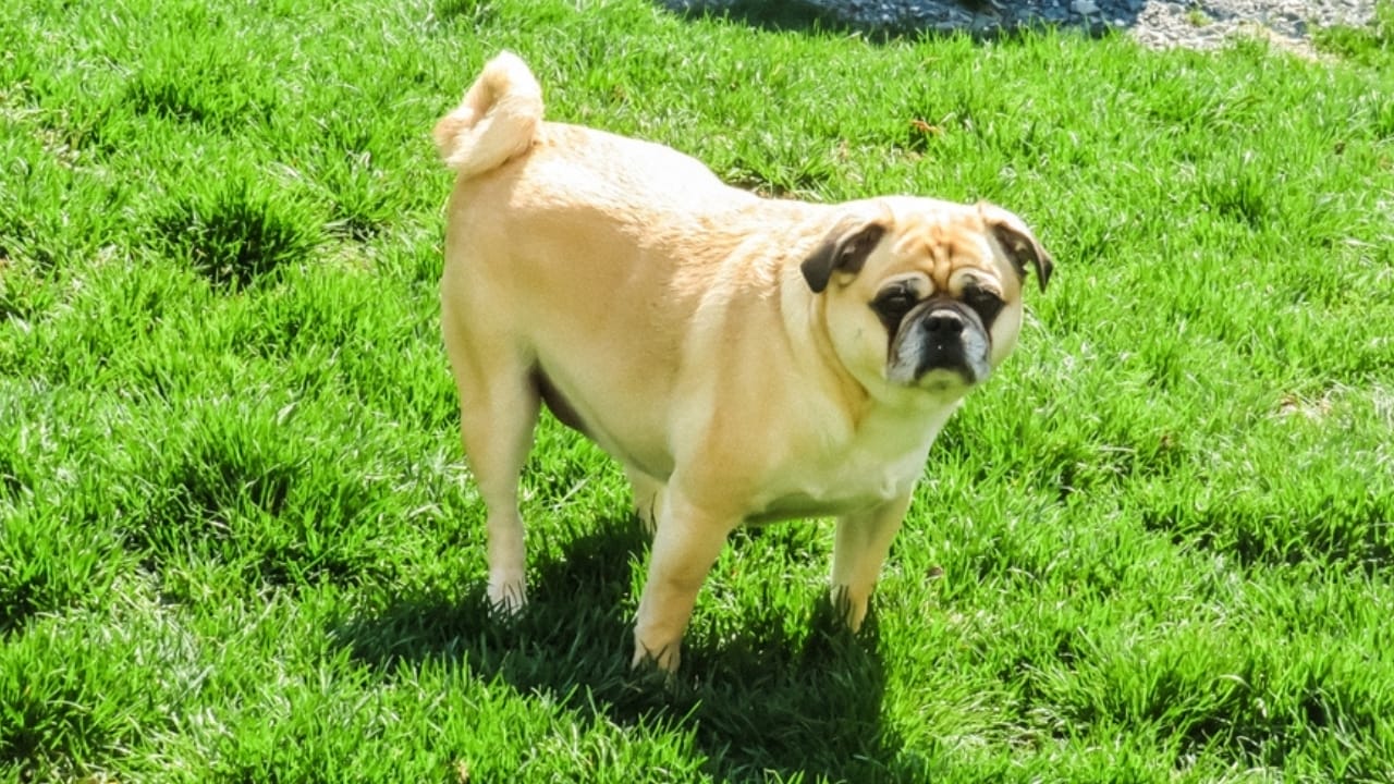 Caring for Your Puggle: Expert Advice for a Happy, Healthy Dog 4 Caring for Your Puggle: Expert Advice for a Happy, Healthy Dog - puggle nutrition ss2466595755