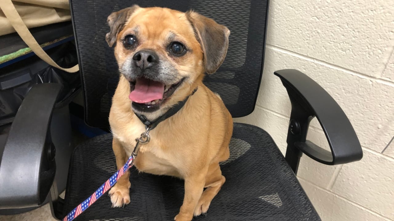 Caring for Your Puggle: Expert Advice for a Happy, Healthy Dog 8 Caring for Your Puggle: Expert Advice for a Happy, Healthy Dog - puggle training ss1717009639