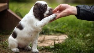 Before Your Pup Turns Two, Teach Them These 10 Lessons 1 Before Your Pup Turns Two, Teach Them These 10 Lessons - puppy gives paw ss242328097