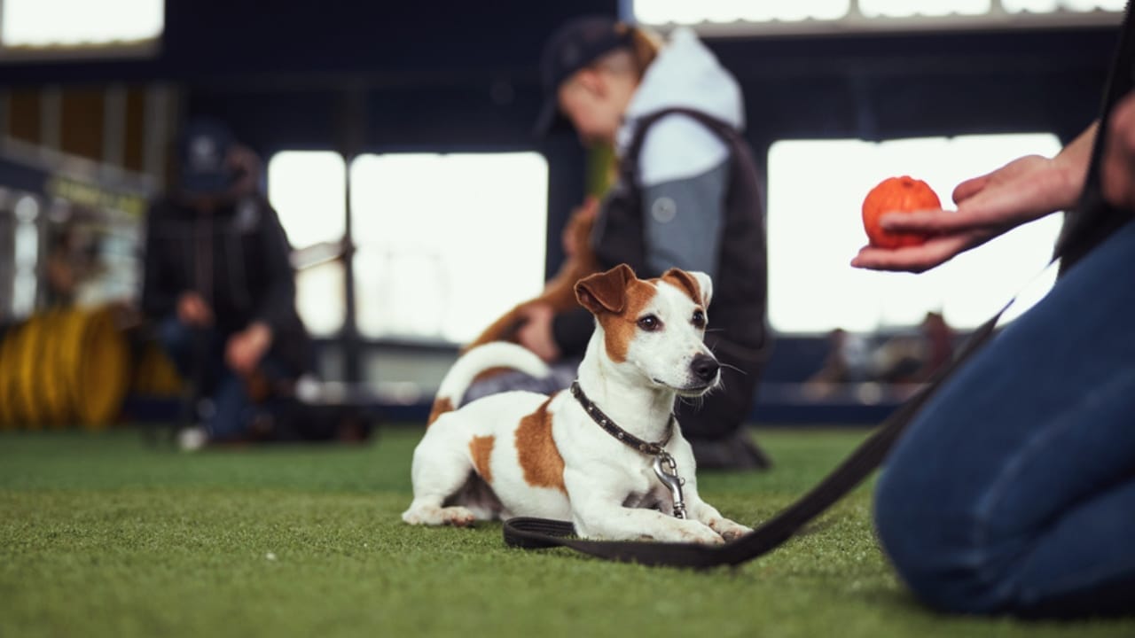 New Puppy Starter Kit: 15 Items to Make Their First Year Easy 12 New Puppy Starter Kit: 15 Items to Make Their First Year Easy - puppy training ss1982917676