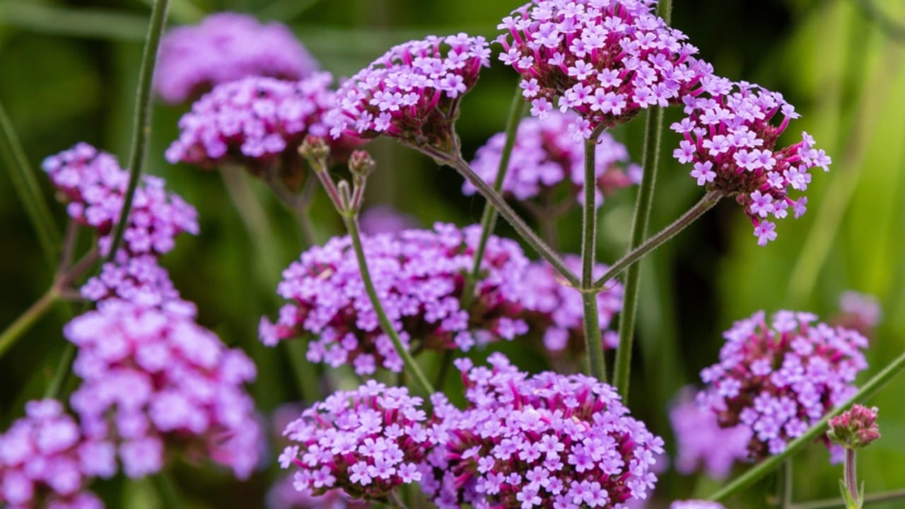 14 Incredible Plants That Will Attract Swarms of Goldfinches 15 14 Incredible Plants That Will Attract Swarms of Goldfinches - purple vervain ss1490230658