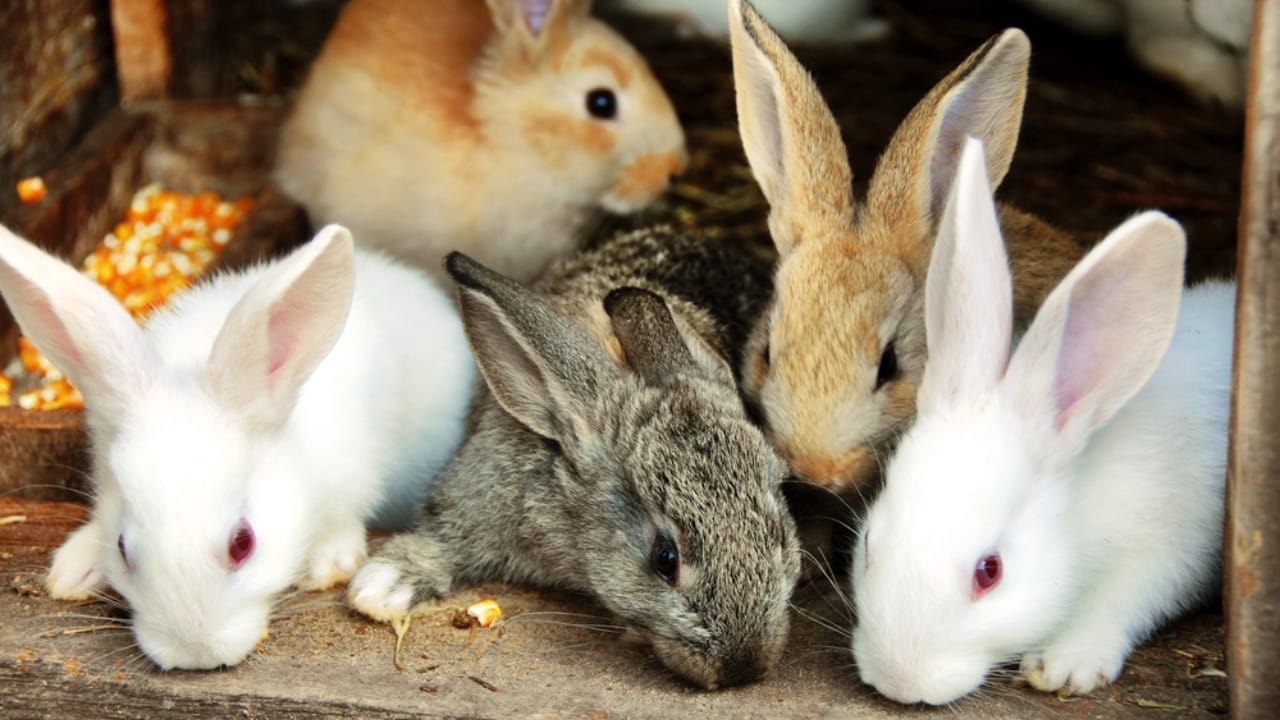 Releasing Captive Animals Sounds Noble but Here’s the Reality 4 Releasing Captive Animals Sounds Noble but Here’s the Reality - rabbits dp5766055