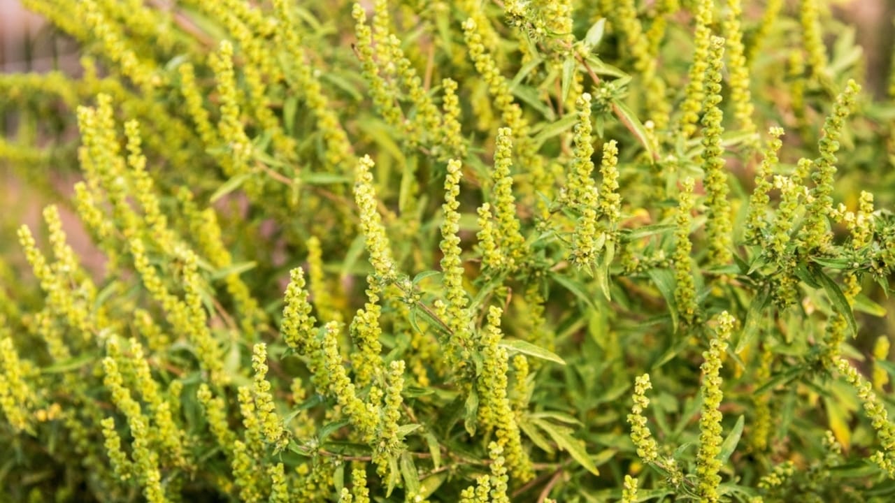 14 Incredible Plants That Will Attract Swarms of Goldfinches 13 14 Incredible Plants That Will Attract Swarms of Goldfinches - ragweed ss2437978103