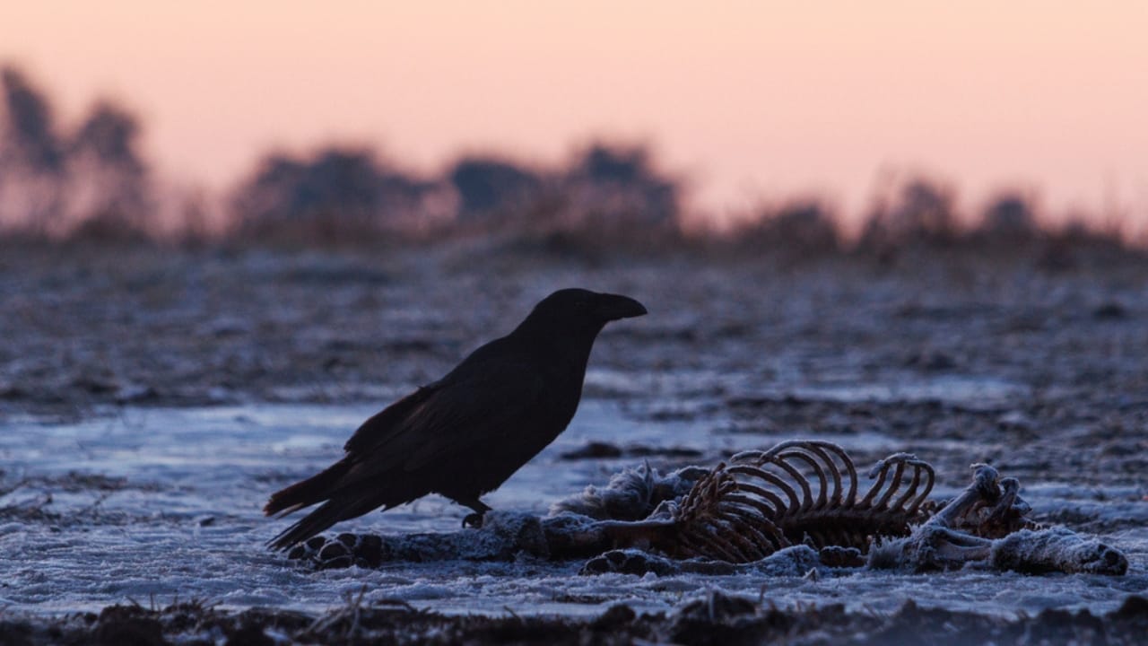 Why Birds Sing at Night: 10 Spiritual Messages Behind Their Calls 8 Why Birds Sing at Night: 10 Spiritual Messages Behind Their Calls - raven with skeleton dp130660454