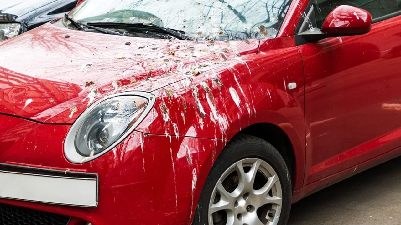 10 Spiritual Messages Behind Birds’ Bathroom Breaks on Your Car 10 10 Spiritual Messages Behind Birds’ Bathroom Breaks on Your Car - red car bird poop ss2437587899