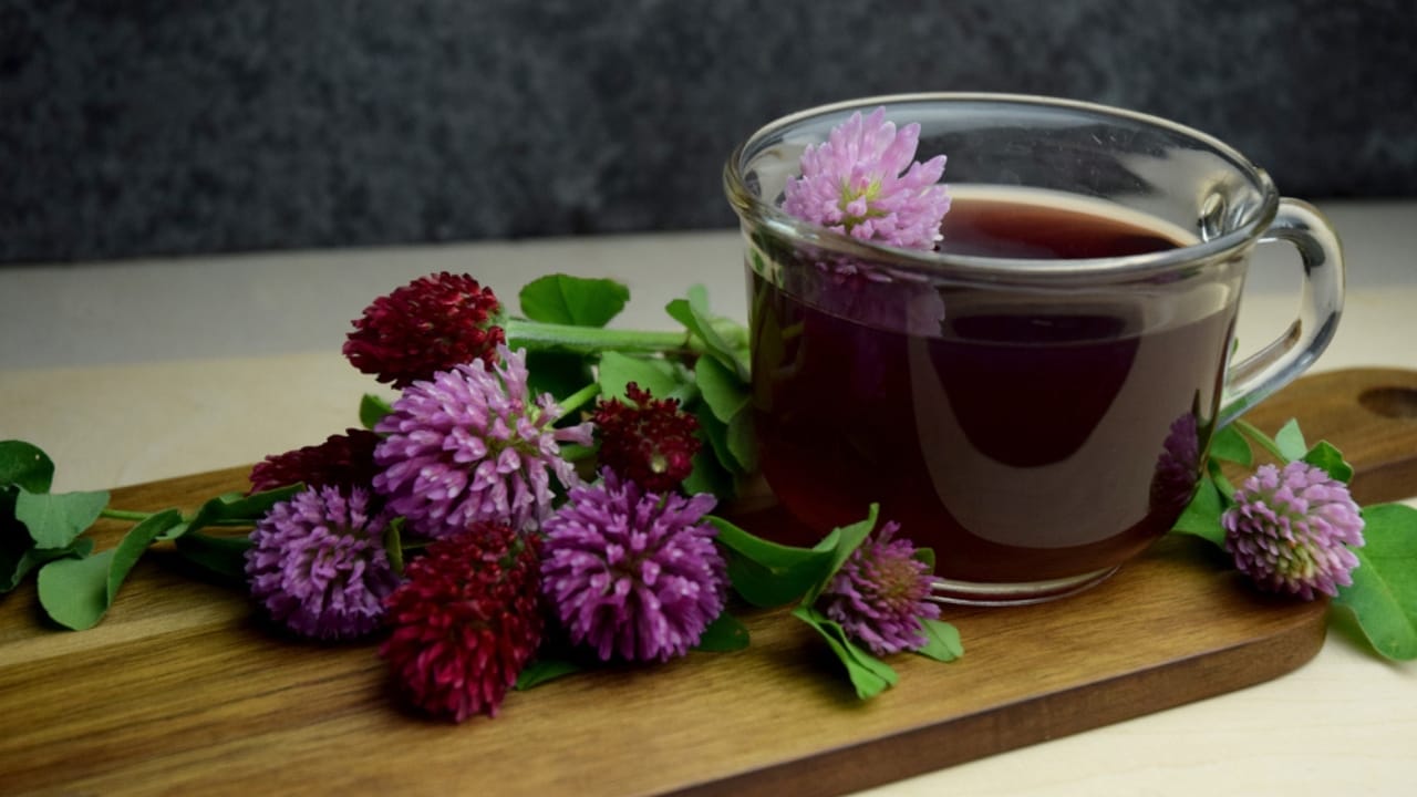 10 Health Perks of Red Clover for a Stronger You 7 10 Health Perks of Red Clover for a Stronger You - red clover herbal tea ss1739611037