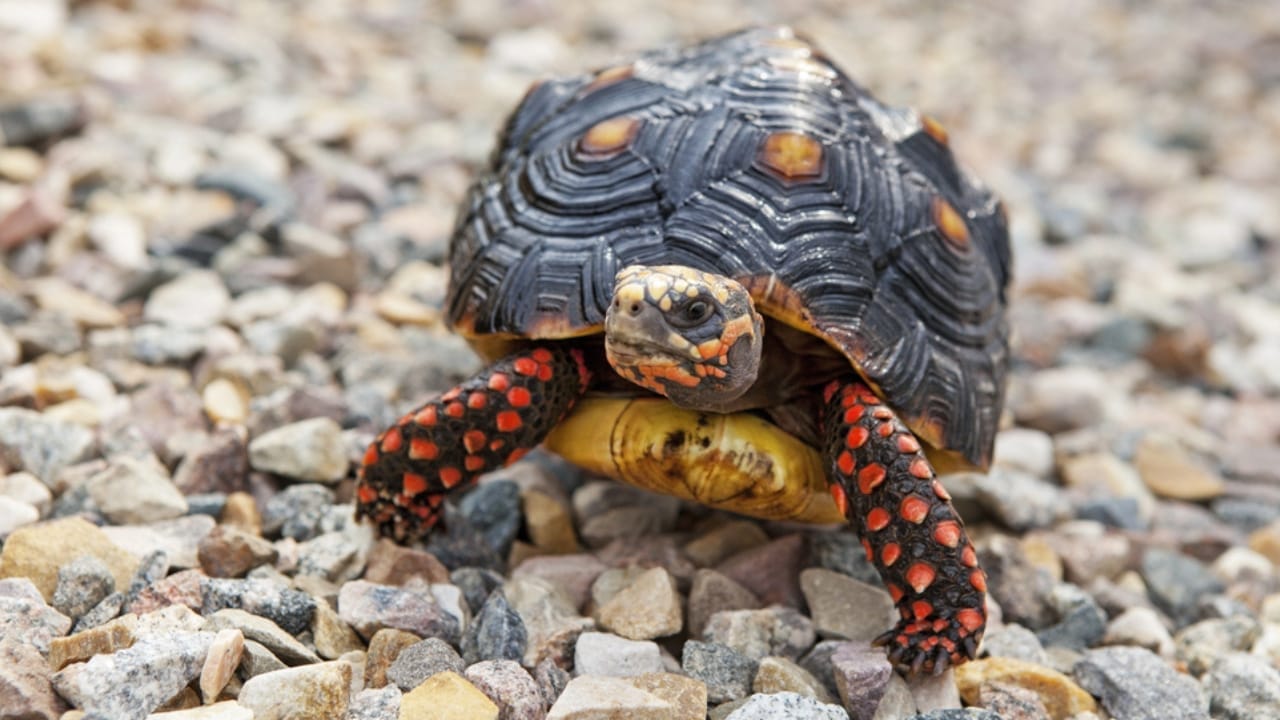 11 Endearing Land Turtles Perfect for a Lifelong Pet—Up to 100 Years 5 11 Endearing Land Turtles Perfect for a Lifelong Pet—Up to 100 Years - red footed tortoise dp51134715