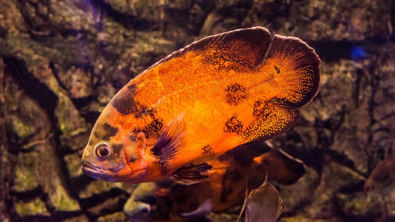 15 Oscar Fish Varieties for the Perfect Aquarium 4 15 Oscar Fish Varieties for the Perfect Aquarium - red oscar fish dp324724842