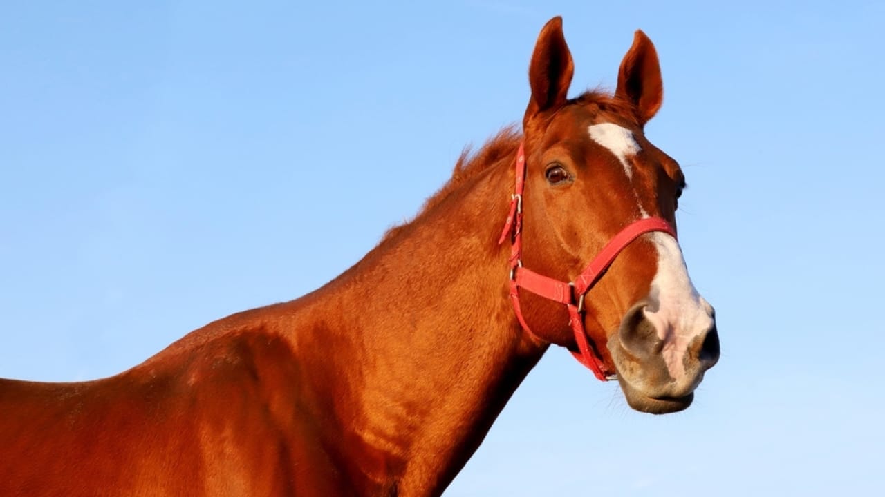 A Closer Look at Horse Colors: From Uncommon Shades to Everyday Favorites - red rabicano horse dp440529284