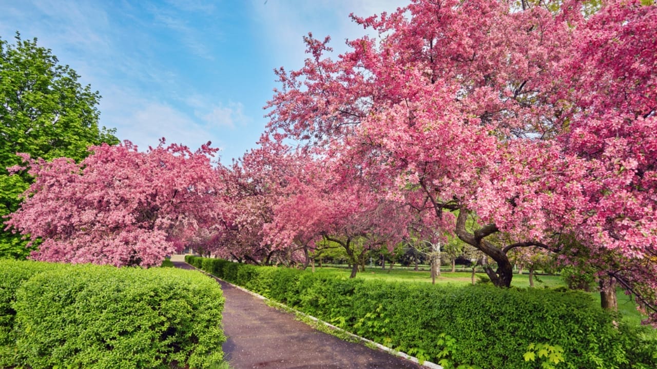 Plant a Redbud Tree to Attract These Birds to Your Backyard 2 Plant a Redbud Tree to Attract These Birds to Your Backyard - redbud tree dp179244586