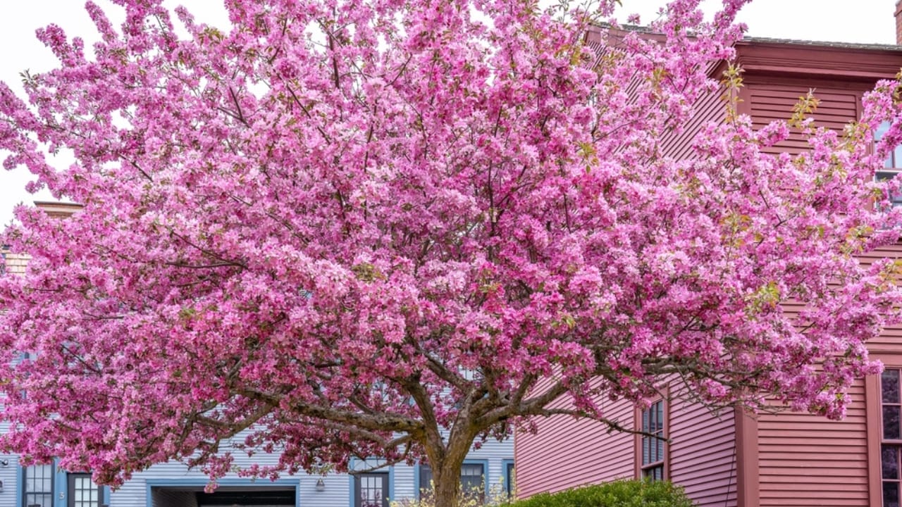 Plant a Redbud Tree to Attract These Birds to Your Backyard 3 Plant a Redbud Tree to Attract These Birds to Your Backyard - redbud tree ss2133784927