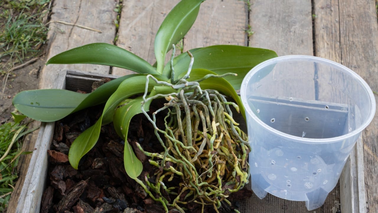 Is It Time to Repot Your Orchid— Here are the Signs to Look For 7 Is It Time to Repot Your Orchid— Here are the Signs to Look For - repotting orchid ss1530324467