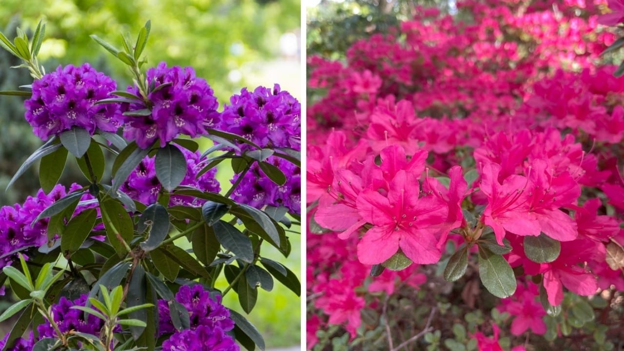 10 Plants to Skip Pruning in October&mdash; Here&rsquo;s Why Timing Matters - rhododendron and azaleas ss25003192932494063871