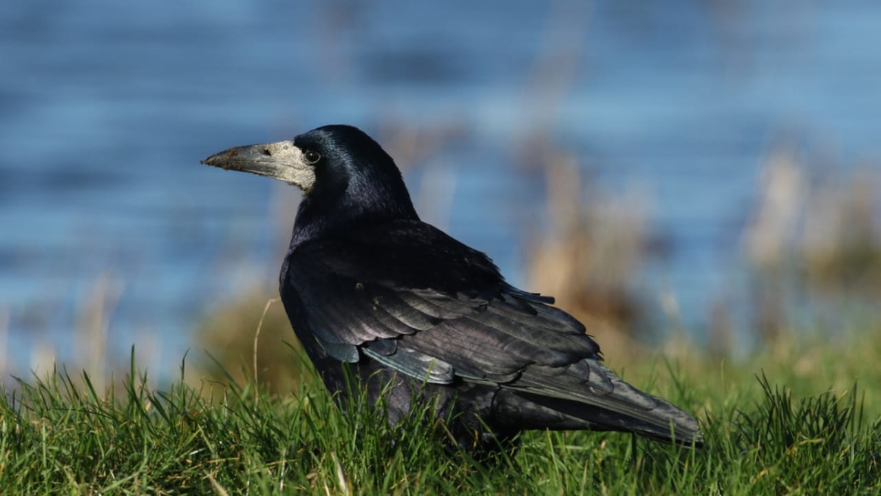 15 Black Bird Species That Prove Beauty Isn’t Limited to Color 10 15 Black Bird Species That Prove Beauty Isn’t Limited to Color - rook dp532444332
