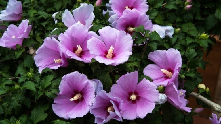 Rose of Sharon Varieties That Draw Hummingbirds & Won’t Take Over Your Garden 5 Rose of Sharon Varieties That Draw Hummingbirds & Won’t Take Over Your Garden - rose of sharon ss706488919