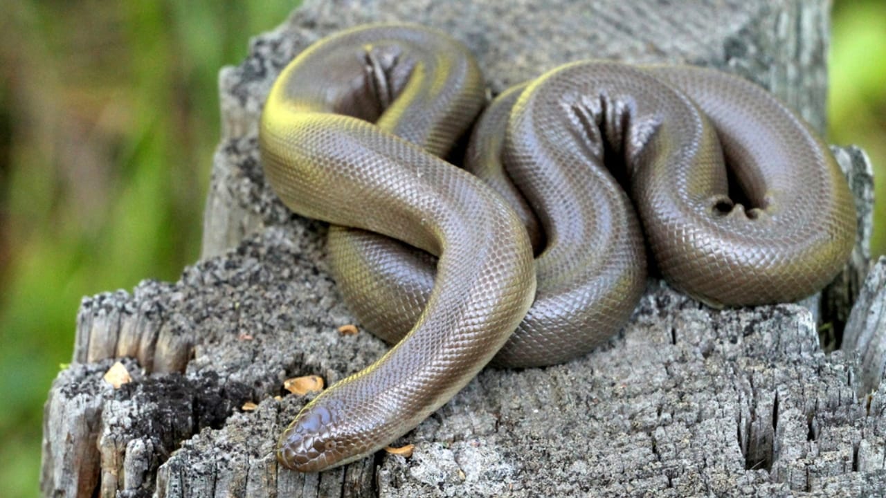 10 Surprisingly Friendly Snakes from Around the World 13 10 Surprisingly Friendly Snakes from Around the World - rubber boa dp98794838