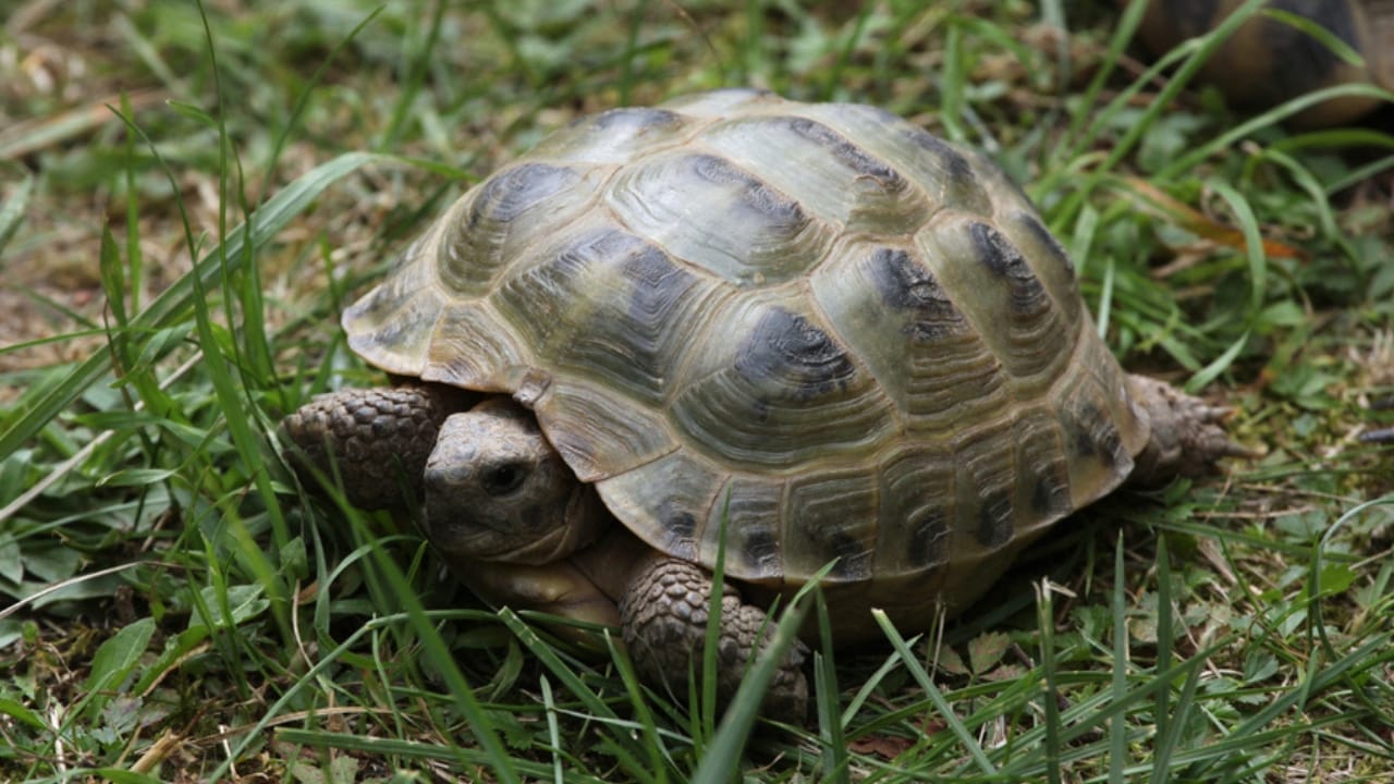 11 Endearing Land Turtles Perfect for a Lifelong Pet—Up to 100 Years 8 11 Endearing Land Turtles Perfect for a Lifelong Pet—Up to 100 Years - russian tortoise dp80520860