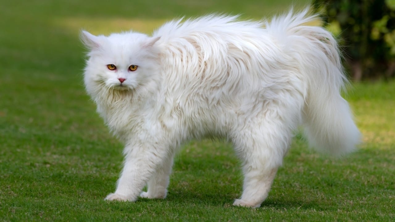 15 Gorgeous Breeds of White Cats That Could Be Perfect for You 13 15 Gorgeous Breeds of White Cats That Could Be Perfect for You - russian white ss2441117803