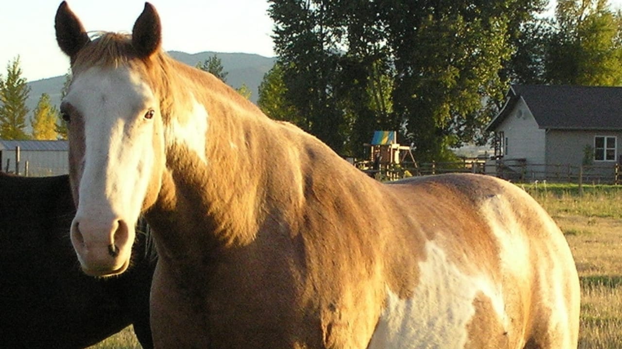 A Closer Look at Horse Colors: From Uncommon Shades to Everyday Favorites - sabino horse wc