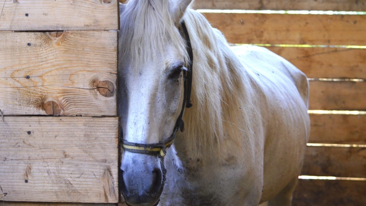 50+ Horse Terms & Slang Every Equestrian Should Know 46 50+ Horse Terms & Slang Every Equestrian Should Know - sad horse dp80607064