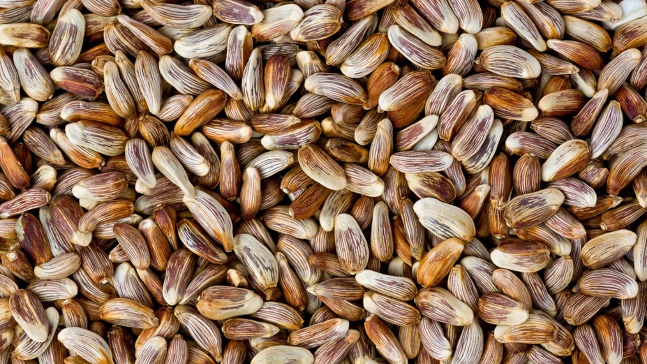 The Right Bird Seed for Attracting Different Bird Species - safflower seeds dp34770935