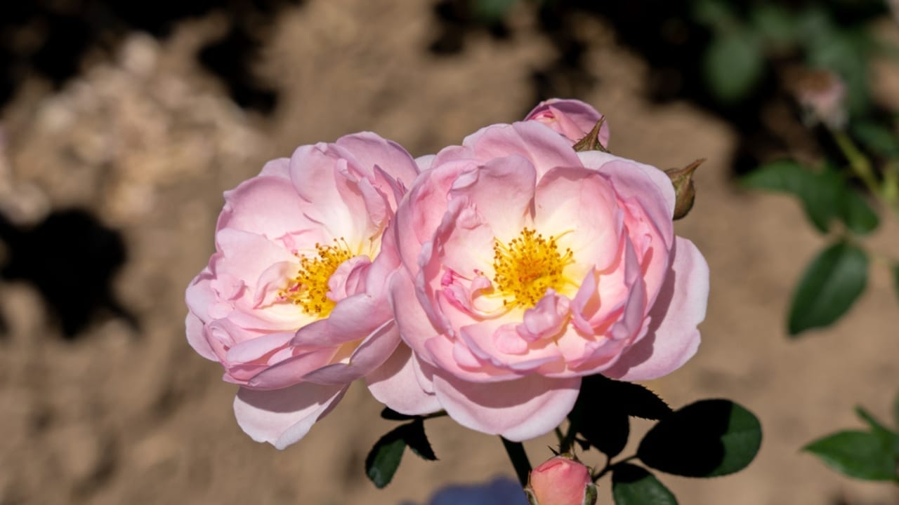 15 Enchanting Pink Rose Varieties to Elevate Your Garden 16 15 Enchanting Pink Rose Varieties to Elevate Your Garden - scepterd isle rose ss1978099007
