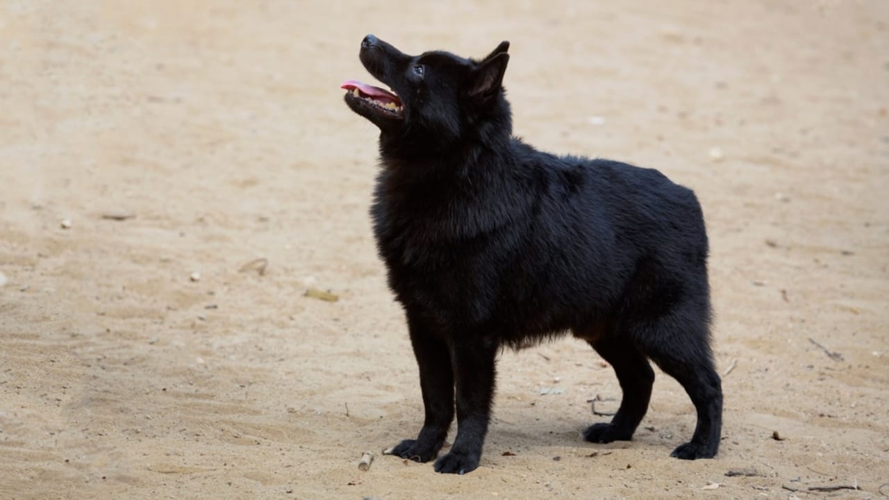 The Tale of the Tail: 8 Facts on the Schipperke’s Unique Look - schipperke tailless ss2204918993