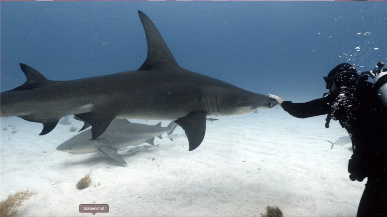 15 Shark Facts That Prove There's More to These Predators Than Meets the Eye 8 15 Shark Facts That Prove There's More to These Predators Than Meets the Eye - scuba diver with sharks ss2517899511