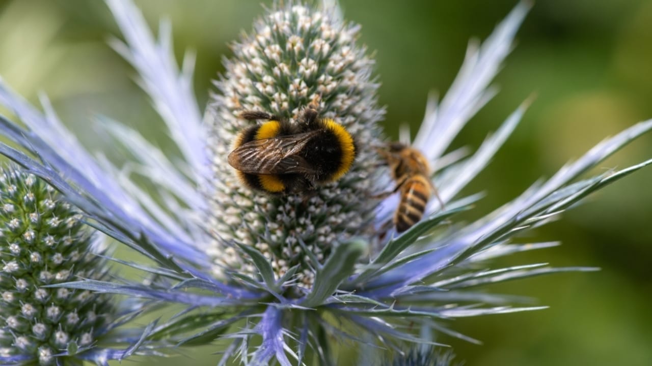 A Spiky Blue Beauty That Brings Color to Your Border Garden - sea holly with bees ss2047938650
