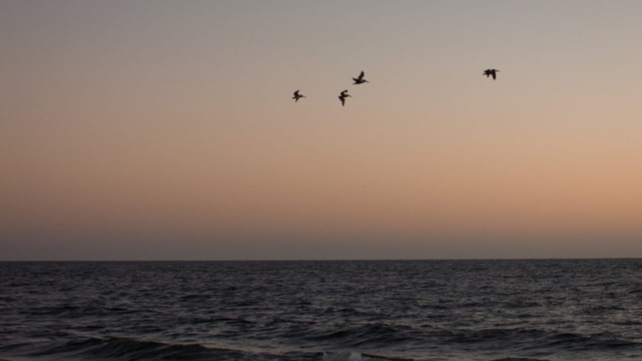 Why Birds Sing at Night: 10 Spiritual Messages Behind Their Calls 12 Why Birds Sing at Night: 10 Spiritual Messages Behind Their Calls - seagulls ss1492761281