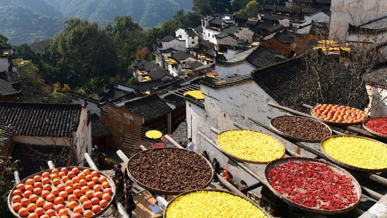 Tomato Seed Saving 101: How to Preserve Your Favorite Varieties for Next Season 8 Tomato Seed Saving 101: How to Preserve Your Favorite Varieties for Next Season - seed saving dp235618808