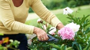 Fall Is the Perfect Time to Move Your Peonies 1 Fall Is the Perfect Time to Move Your Peonies - senior woman pruning flowers peonies ss2388573589