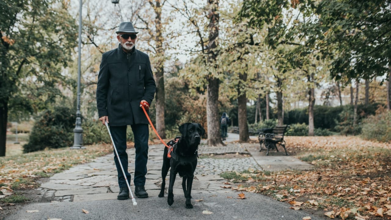 Third Wave of Dog Domestication: Scientists Show How Oxytocin May Shape the Perfect Pet 8 Third Wave of Dog Domestication: Scientists Show How Oxytocin May Shape the Perfect Pet - service dog guiding blind man ss1239452350