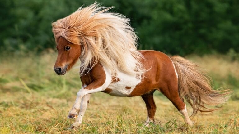 14 of the World’s Smallest Horses Proving Good Things Come in Small Packages 5 14 of the World’s Smallest Horses Proving Good Things Come in Small Packages - shetland pony ss2248473797 1