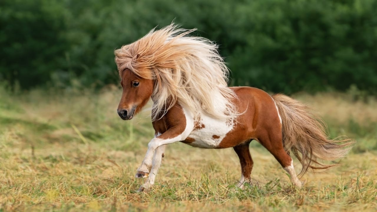 15 Gloriously Fluffy Horse Breeds You Need to See 8 15 Gloriously Fluffy Horse Breeds You Need to See - shetland pony ss2248473797