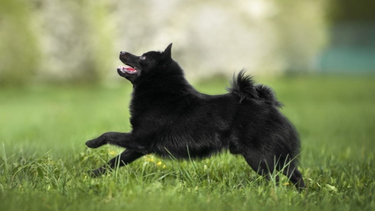 The Tale of the Tail: 8 Facts on the Schipperke’s Unique Look - shipperke energetic ss2299435795