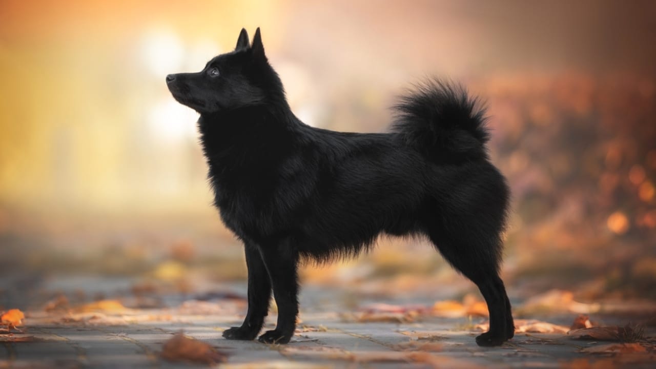 The Tale of the Tail: 8 Facts on the Schipperke’s Unique Look -