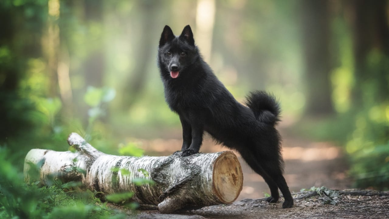 The Tale of the Tail: 8 Facts on the Schipperke’s Unique Look - shipperke in tree ss2004493730