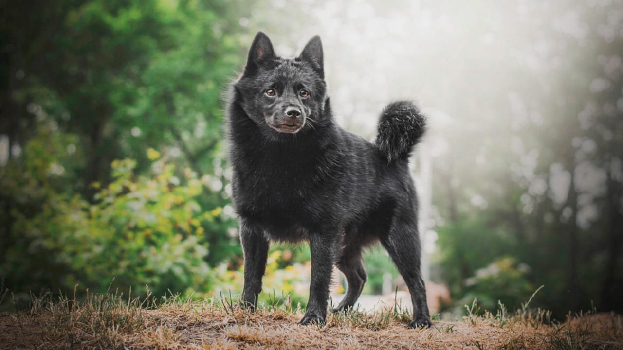 The Tale of the Tail: 8 Facts on the Schipperke’s Unique Look - shipperke tail ss1458675680