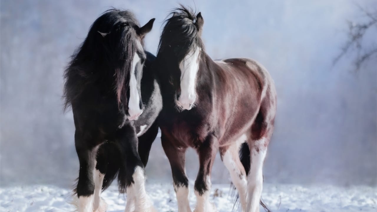 The 10 Worst Horse Breeds for Beginner Riders 6 The 10 Worst Horse Breeds for Beginner Riders - shire clydesdale ss2238539383