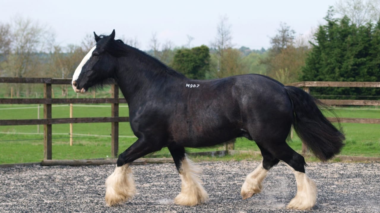 13 Breeds of Black Horses That Radiate Strength & Timeless Beauty 9 13 Breeds of Black Horses That Radiate Strength & Timeless Beauty - shire dp36347545