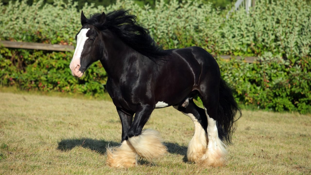 15 Enduring Horse Breeds with Lifespans as Strong as Their Spirit 13 15 Enduring Horse Breeds with Lifespans as Strong as Their Spirit - shire horse dp477381036