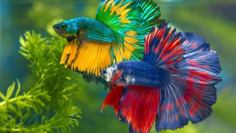 15 Beautiful Guppy Varieties to Brighten Your Aquarium 9 15 Beautiful Guppy Varieties to Brighten Your Aquarium - siamese fish ss1915743730