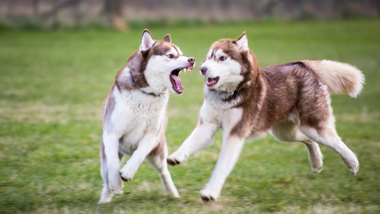Before You Get a Husky: 13 Things That Might Make You Think Twice 7 Before You Get a Husky: 13 Things That Might Make You Think Twice - siberian huskies playing ss2464771567